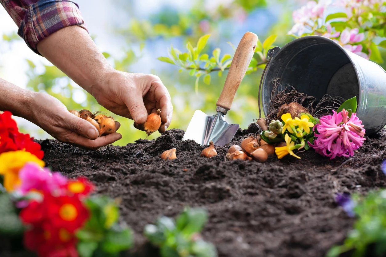 Pair of hands planting large seeds in a flower bed